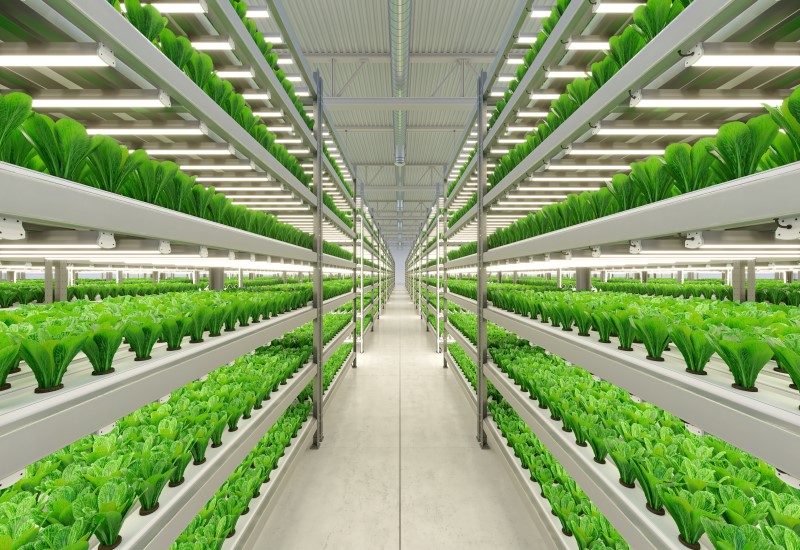 Transformations Propelling the Growth of Aquaculture and Horticulture Lighting