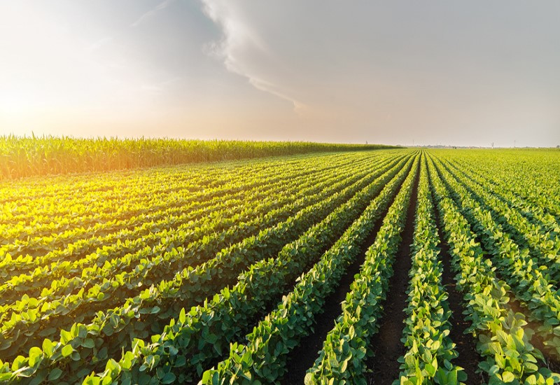 How is the Decarbonization of the Agriculture and Nutrition Value Chain Creating Growth Opportunities?