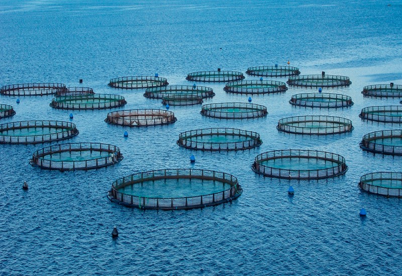 What Are the Significant Growth Opportunities for Sustainability and the Circular Economy in the Global Aquaculture Industry?
