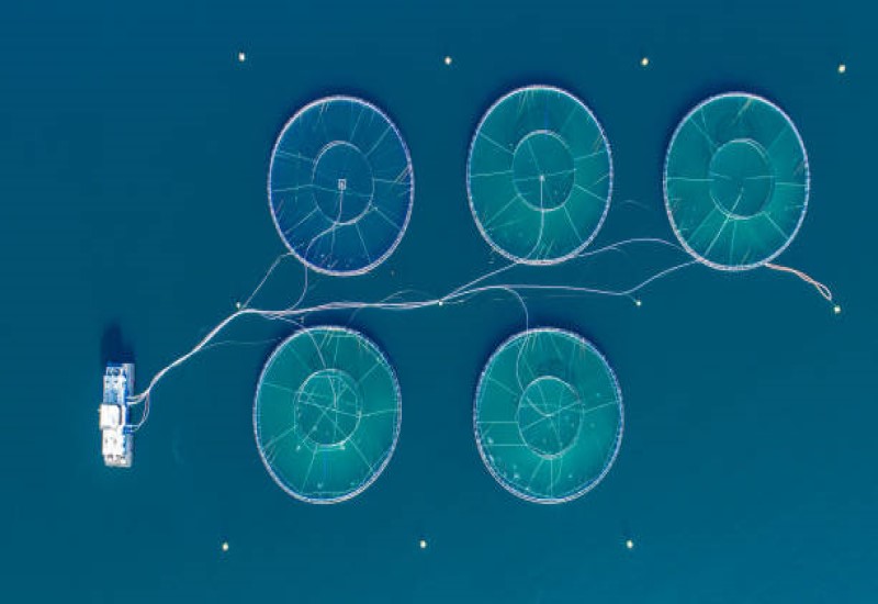 How are Massive Innovations Powering the Growth of the Global Aquaculture Industry?