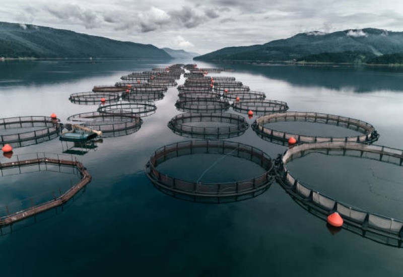 Which Disruptive Innovations are Transforming the European Aquaculture Sector?