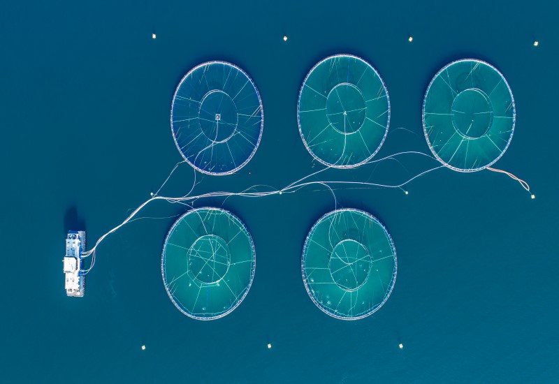 Disruptive Growth Prospects Transforming the Global Aquaculture Landscape