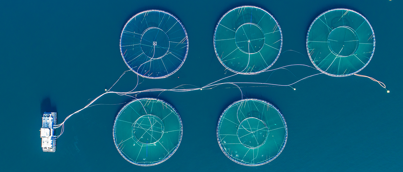How are Massive Innovations Powering the Growth of the Global Aquaculture Industry?