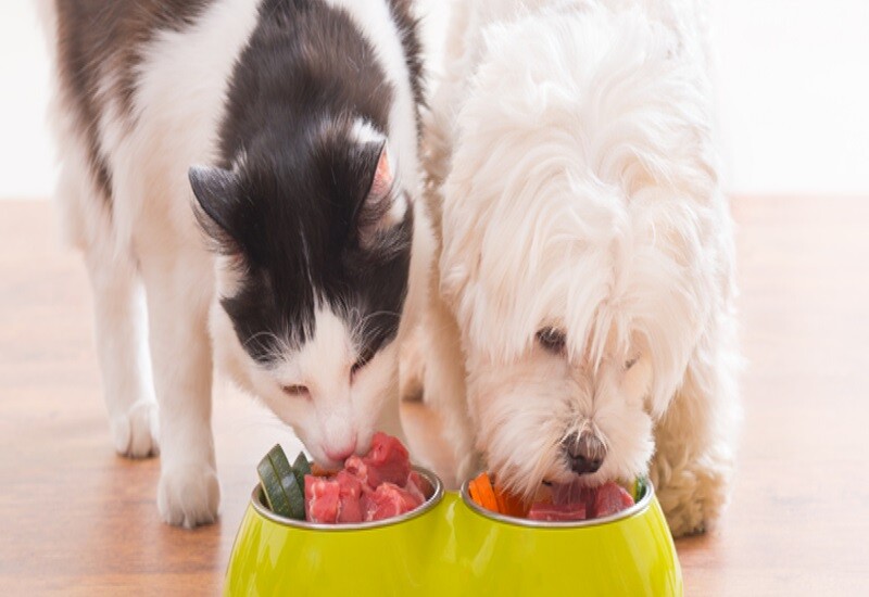 Are You Leveraging the Top Megatrends to Grow in the Pet Food Ingredients Industry?