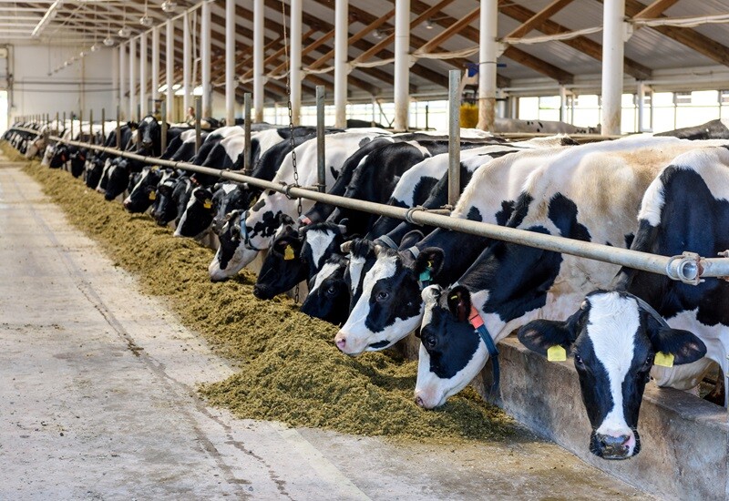 Global Animal Feed Ingredients: Which Best Practices Trigger Promising Growth Opportunities in this Landscape?